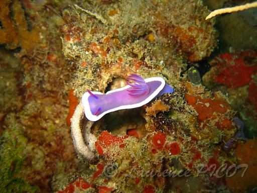 Hypseledoris cf bullockii.JPG - Philippines îles Calamian